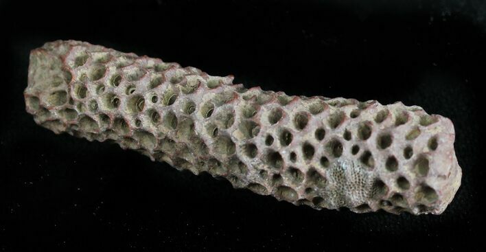 Fossil Tabulate Coral (Thamnopora) - Morocco #28540